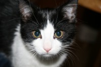 /album/austria-blog/katzennest-vollmond-015-jpg/